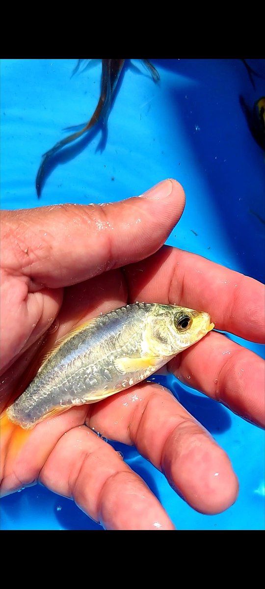 Koi balıqları — Akvariumlar və balıqlar, Bakı (5)