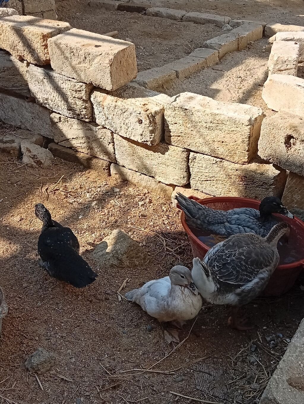 Muscovy ördəkləri (indo-ördəklər) – müxtəlif rənglərdə gənc sürü -