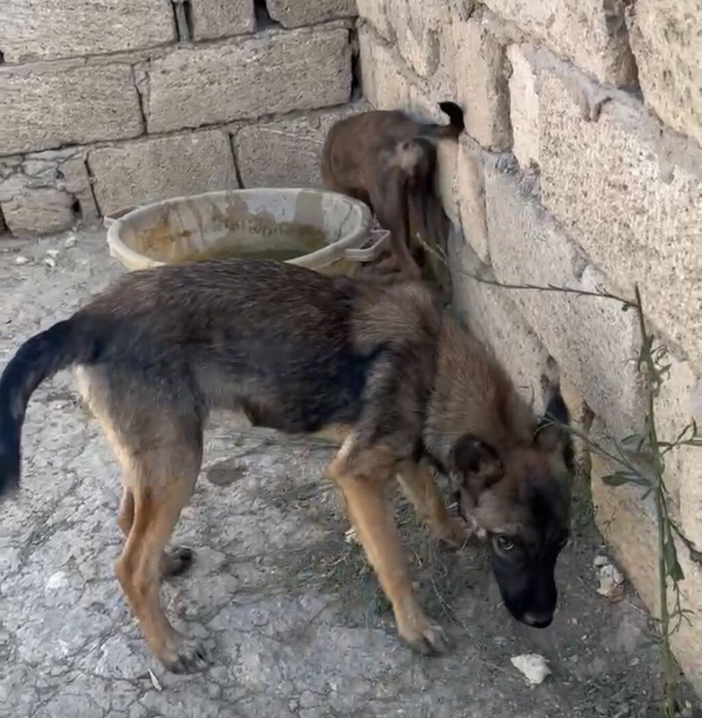 Alman çoban iti, 3 ay, Erkək, Peyvəndli — Heyvanlar, Xırdalan (3)