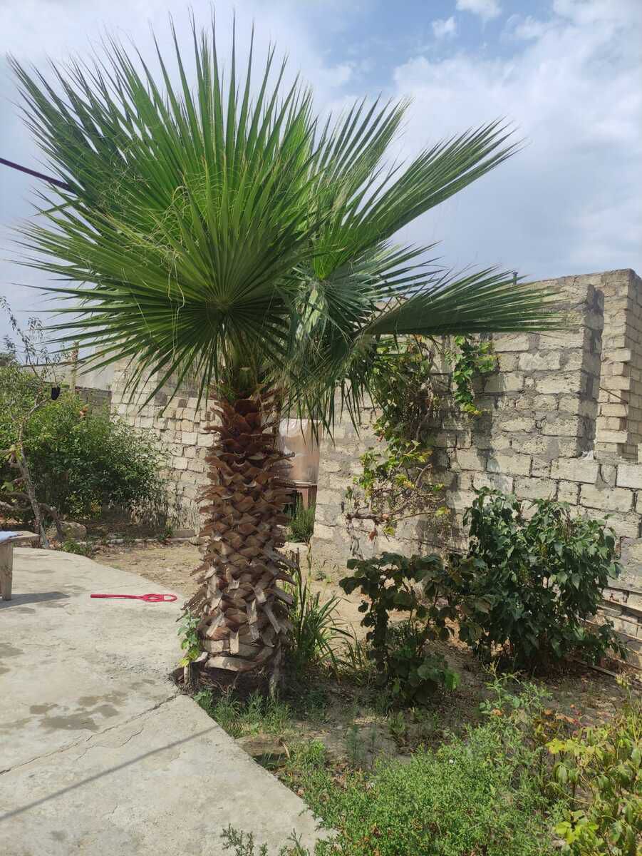 Satılır torpaq 9 sot — Torpaq, Bakı (5)