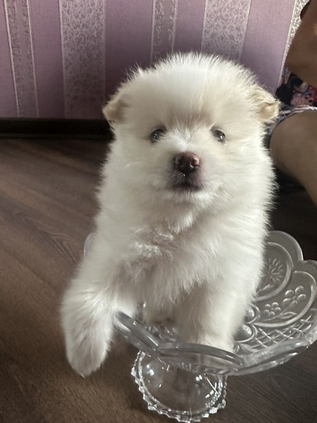 Şpitz, 1 ay, Erkək — Heyvanlar, Gəncə