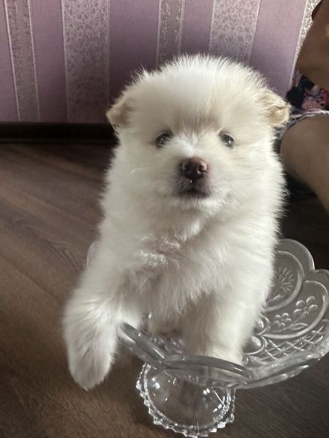 Şpitz, 1 ay, Erkək