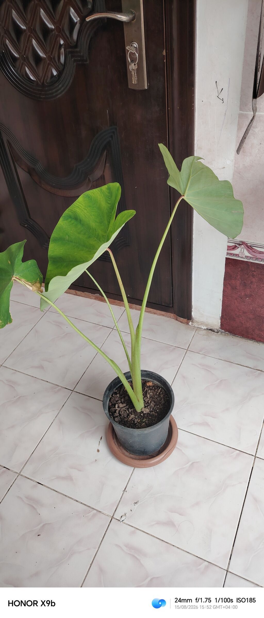 Alokaziya (Elephant Ear) dekorativ otaq bitkisi - Növ
