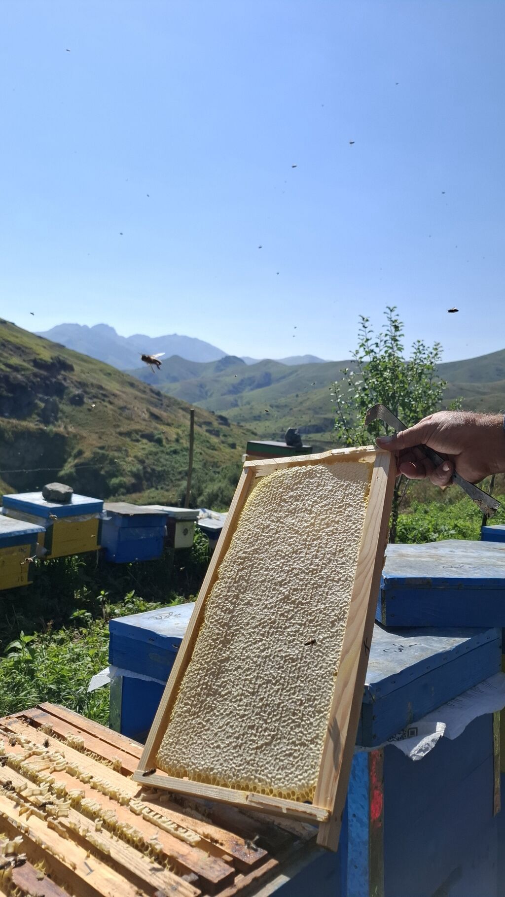 Kəlbəcər Şan Balı Təbii şan balının saf dadını və dağ florasının — Qida məhsulları, Digah