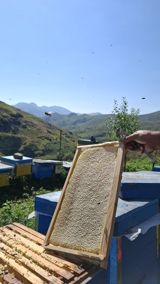 Kəlbəcər Şan Balı Təbii şan balının saf dadını və dağ florasının — Qida məhsulları