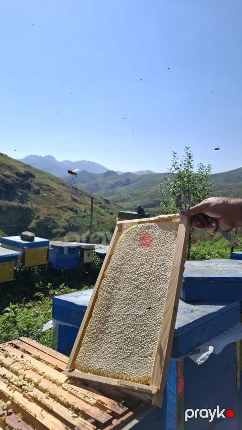 Kəlbəcər Şan Balı Təbii şan balının saf dadını və dağ florasının