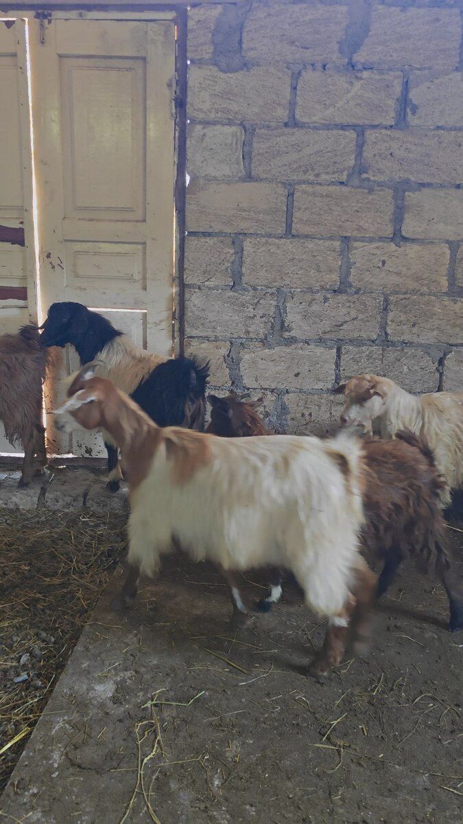 Keçilər — Heyvanlar, Quba (2)