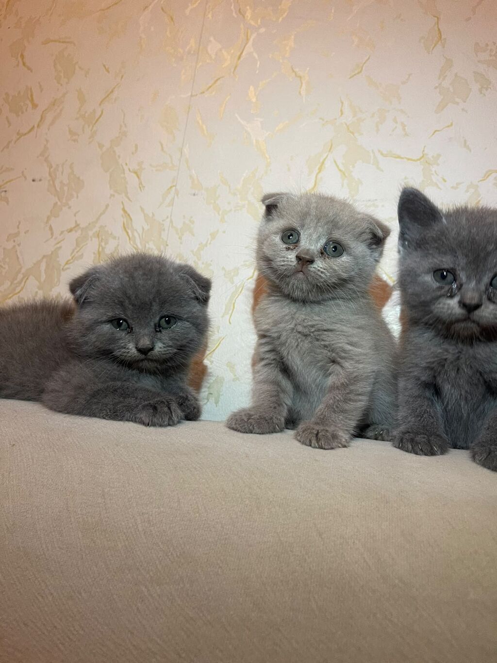 British / Scottish Fold pişikləri — 2-3 aylıq boz balanlar — Şotlandiyalı, Bakı (10)