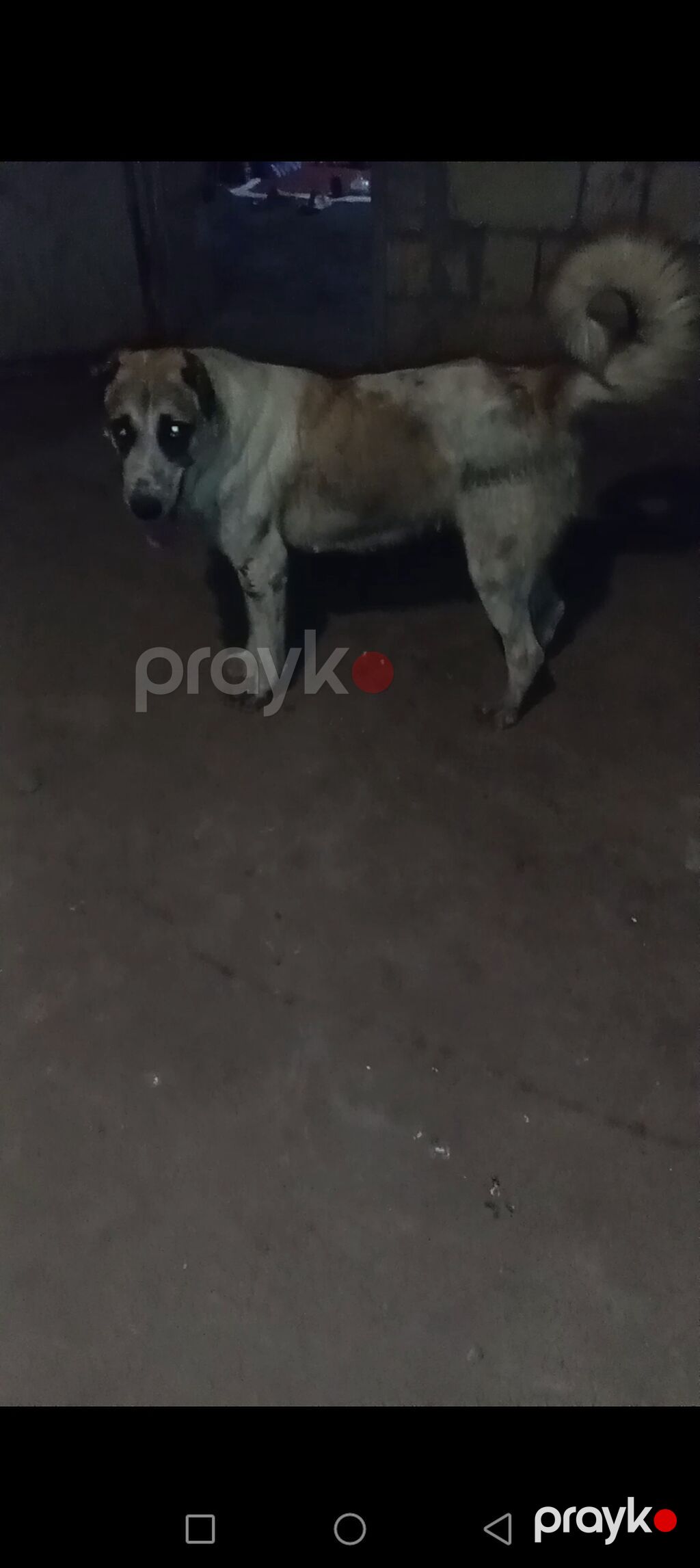 Dişidi satılır birdəfə bala verib 72 sat boy yaşı 2 yaxcı əyləşir — Heyvanlar, Bakı (3)