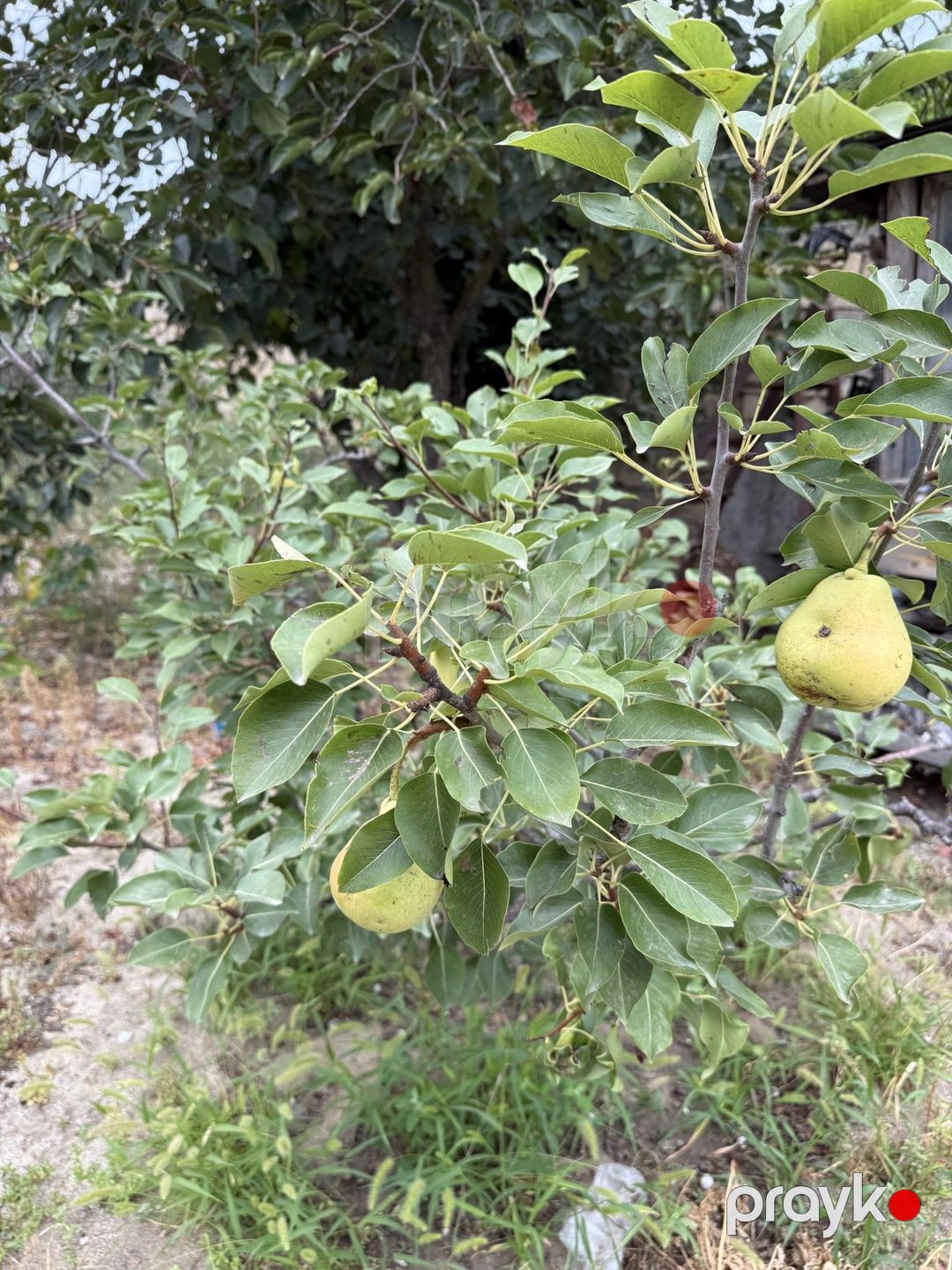 2.5 sot torpaq sahəsi, Görədil qəs. — Torpaq, Bakı (2)
