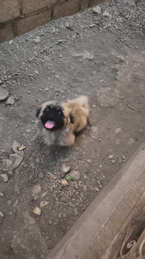 Pekines, 9 ay, Erkək, Peyvəndli, Ödənişli çatdırılma