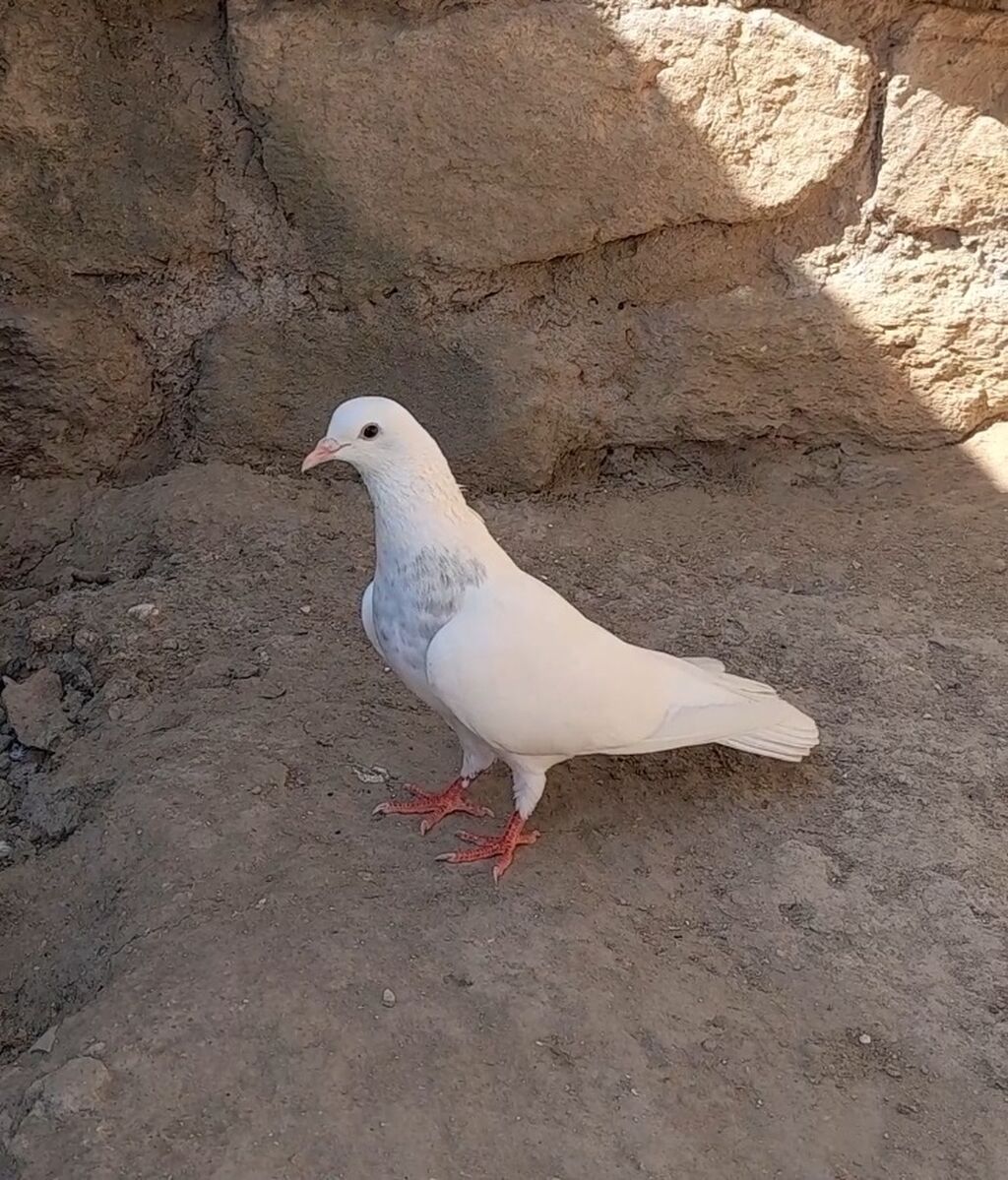 Dunen tutulub erkey qiymet sondu — Quşlar, Bakı (7)
