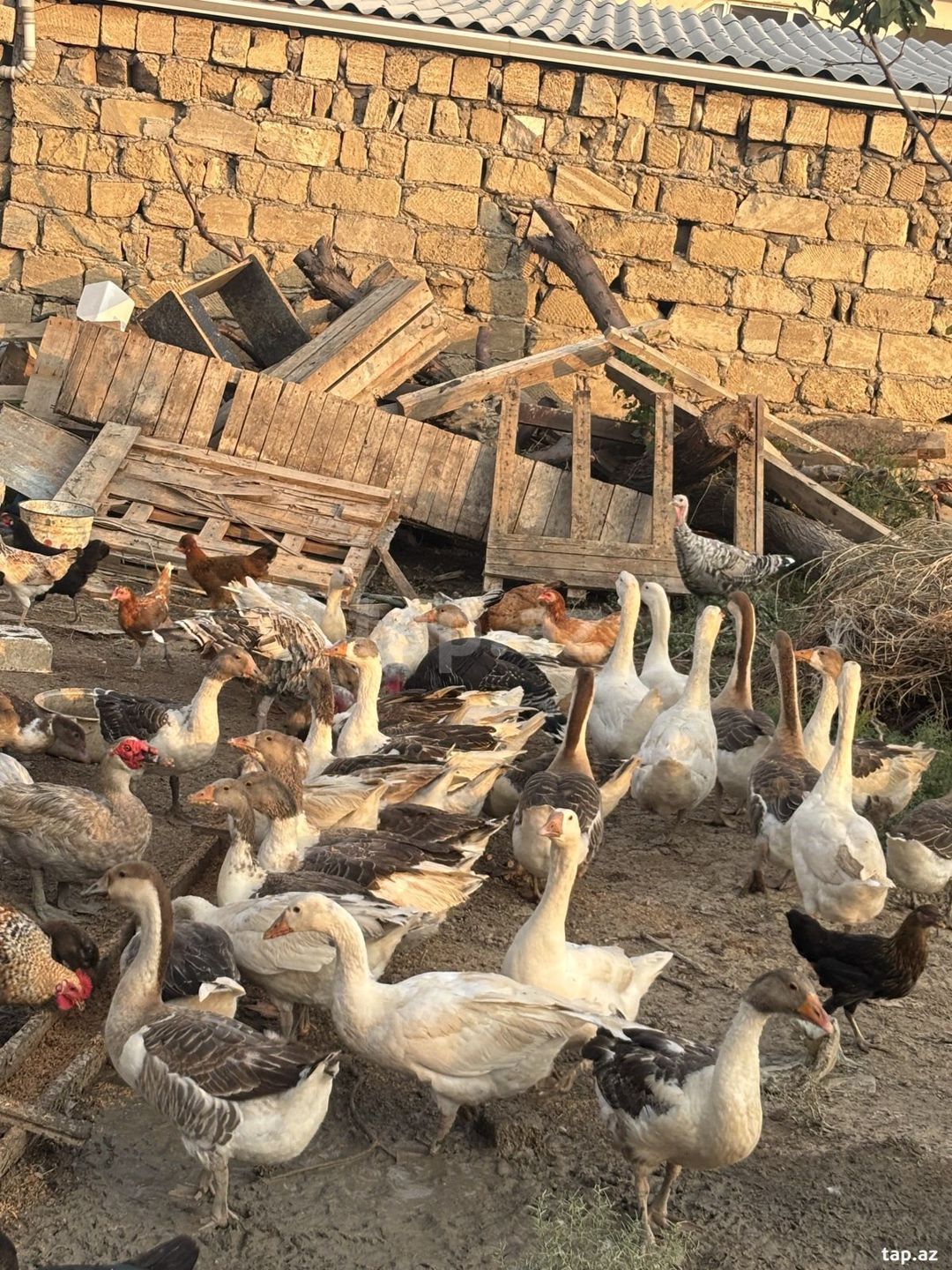 Qazlar — Quşlar, Sumqayıt (2)