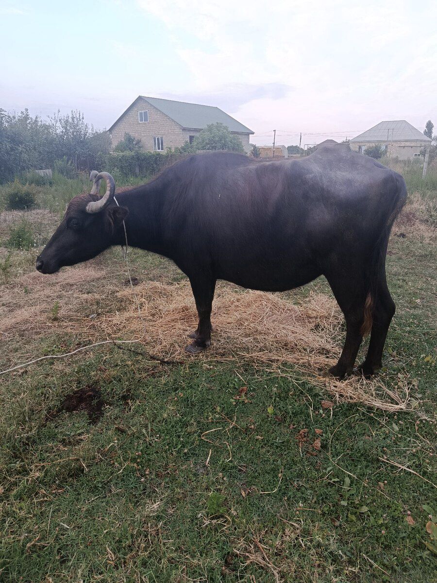 Camış və balası — Heyvanlar, Şabran (3)