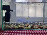 Akvarium — Аквариумы и рыбы