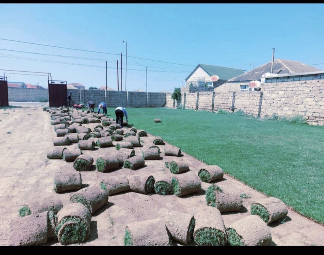 Qazon — Bitkilər, Bakı (4)