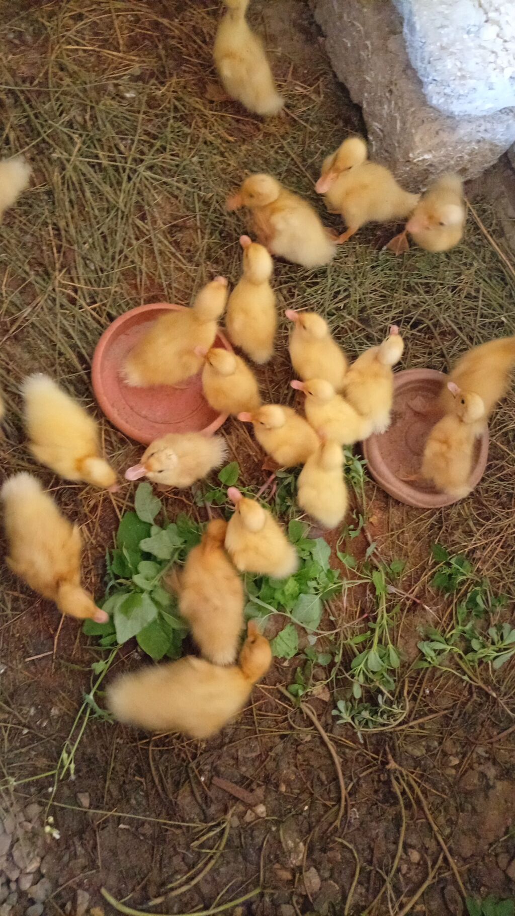 Məhsul: Səsli ağ ördək 🦆 (sarı tüklü, 15 günlük) Qiymət: 2.50 azn