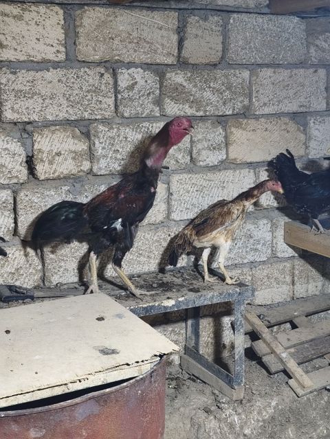 Toyuq cücələri, Damazlıq