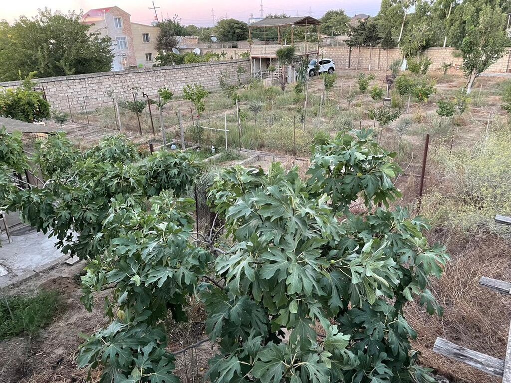 15 sot, Tikinti — Torpaq, Digah (10)