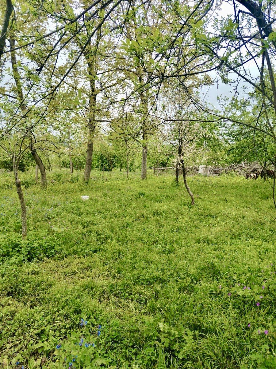 8 sot torpaq sahəsi, Qəbələ r. — Torpaq, Qəbələ (3)
