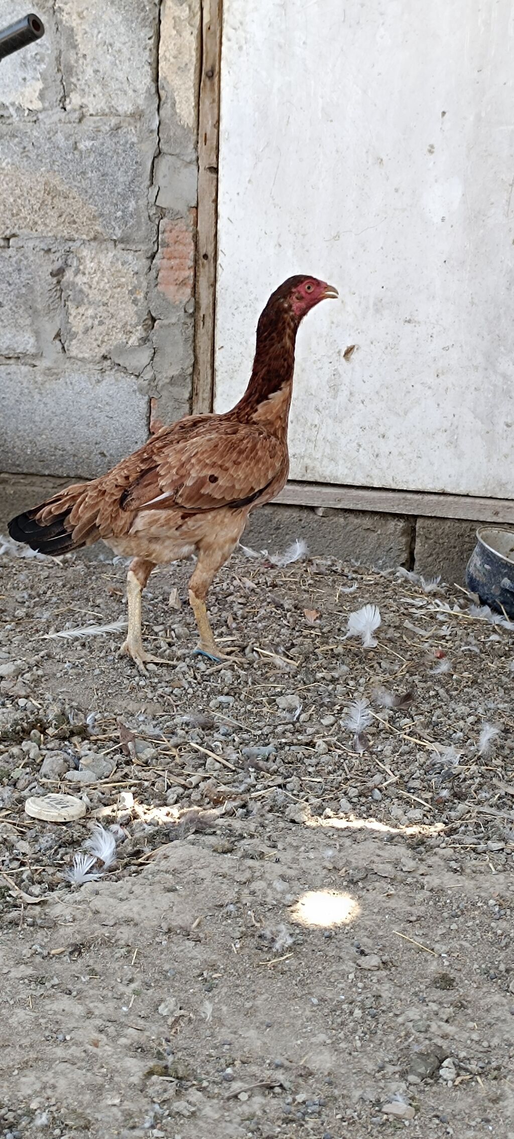 11 ayliq heyrati fere satilir. yumurtlayir . barterde mumkundu — Heyvanlar, Mingəçevir