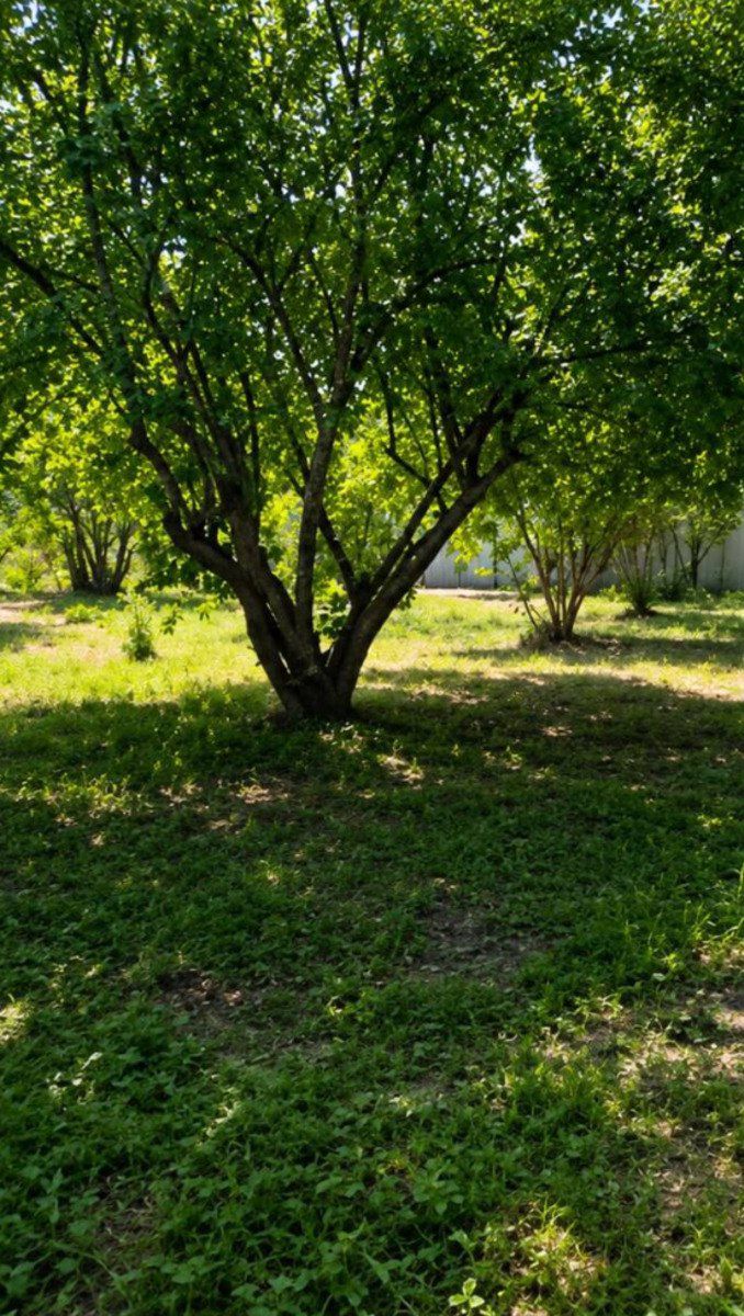 Satılır torpaq 23 sot — Torpaq, Qəbələ