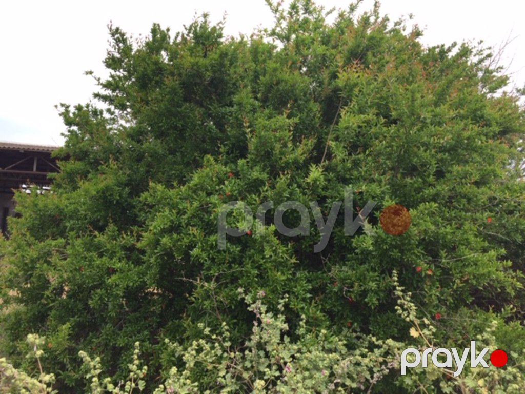 Satılır torpaq 30 sot — Torpaq, Bakı (6)