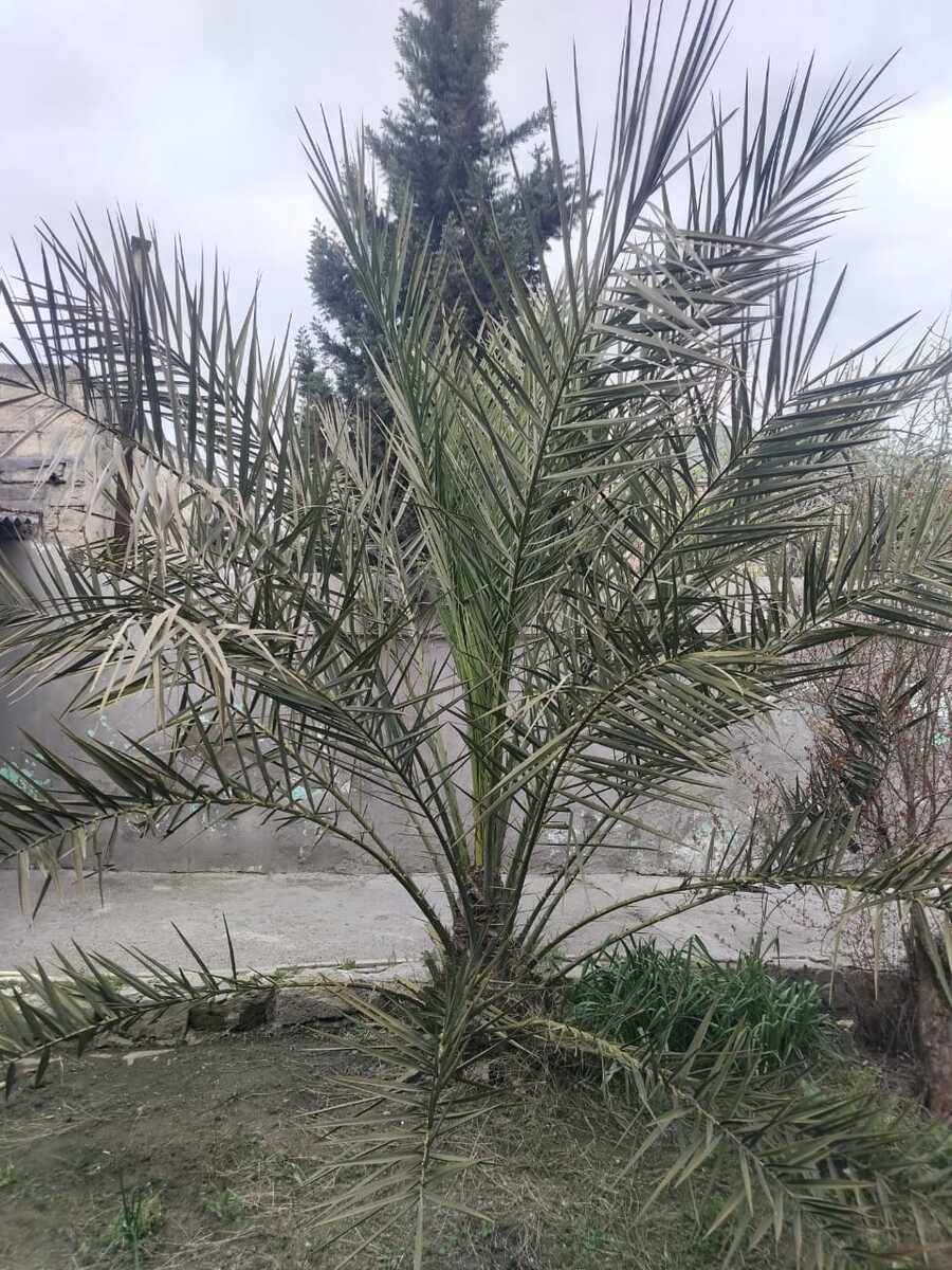 Palma ağacı — Bitkilər, Bakı