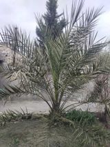Palma ağacı — Plants