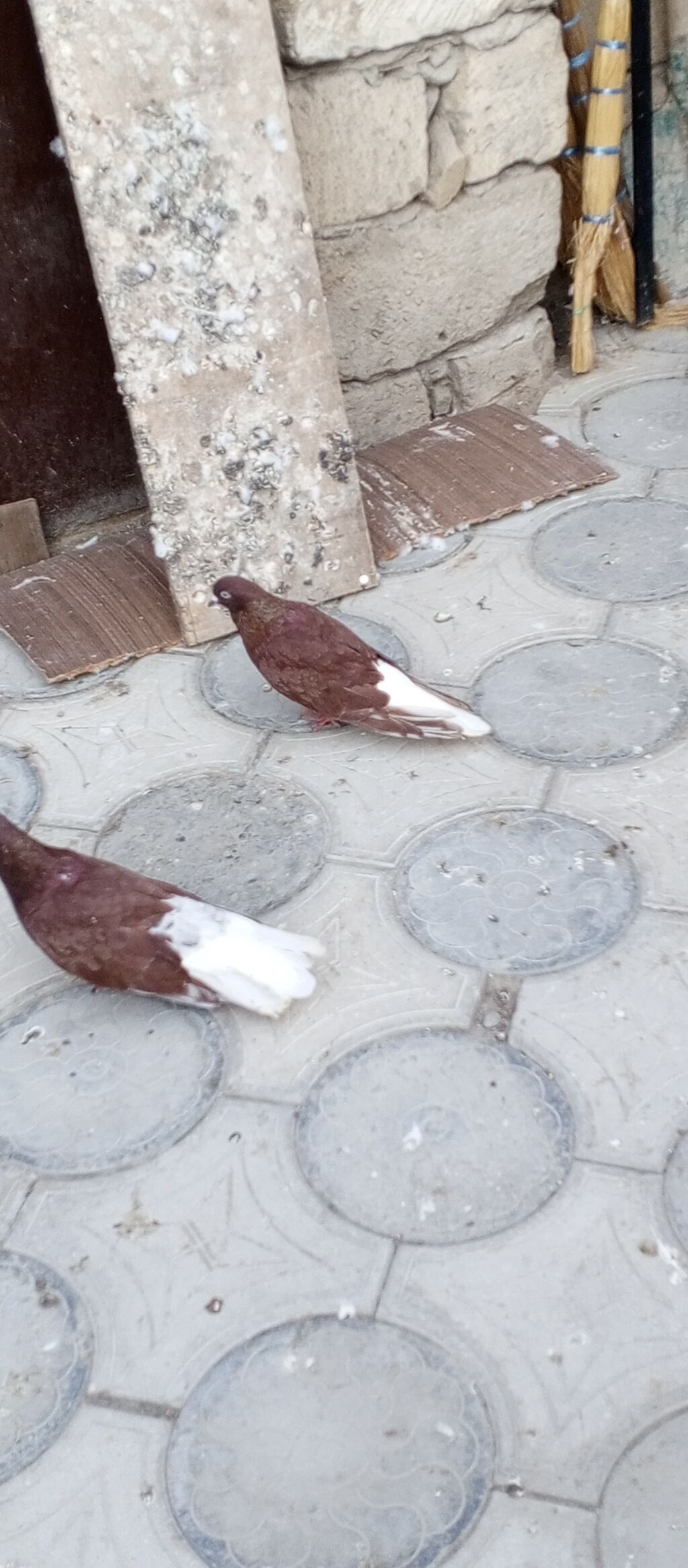 Agquyruqlar 5de erkekdi qiymet birine aiddi — Quşlar, Masazır (3)