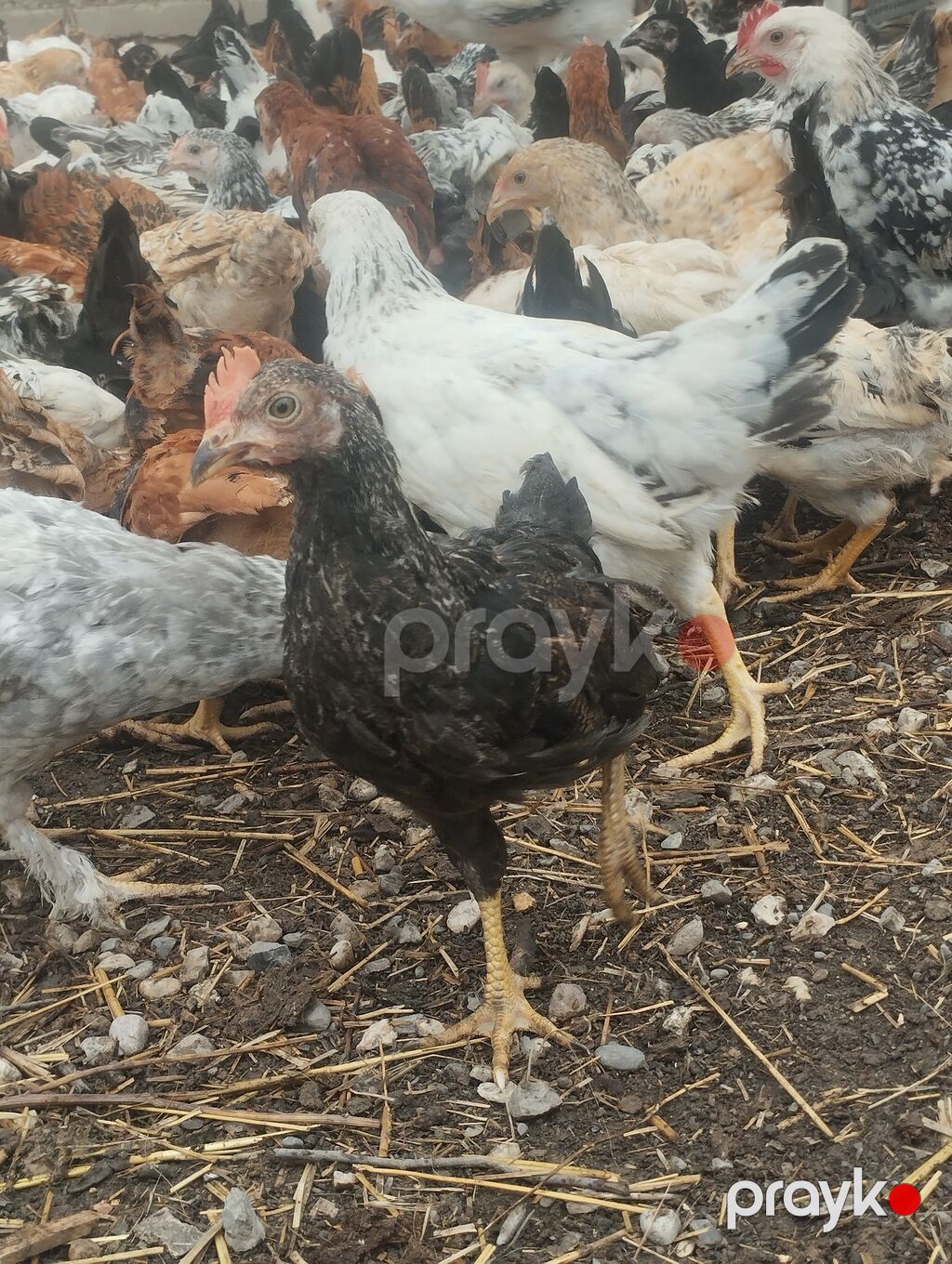 Toyuq cücələri, Ətlik — Toyuq və xoruz, Quba (2)