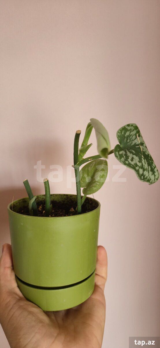 Scindapsus exotica — Bitkilər, Sumqayıt (7)