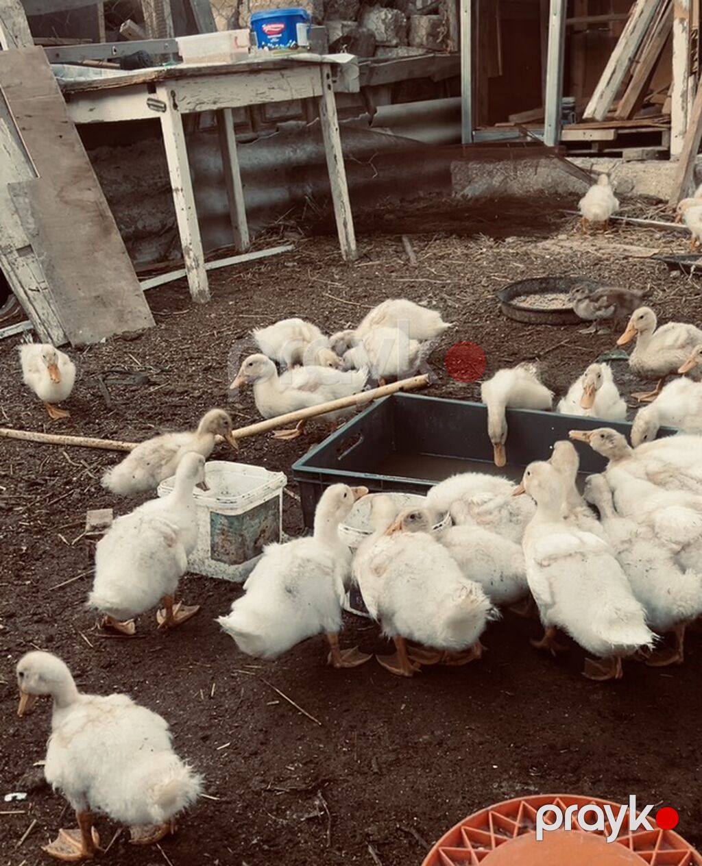 Ağ ördək balaları satılır — Toyuq və xoruz, Digah