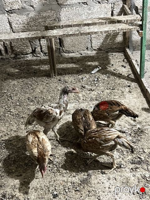 Heyratılardır. 5 ədəddir. Real alıcılar yazsin