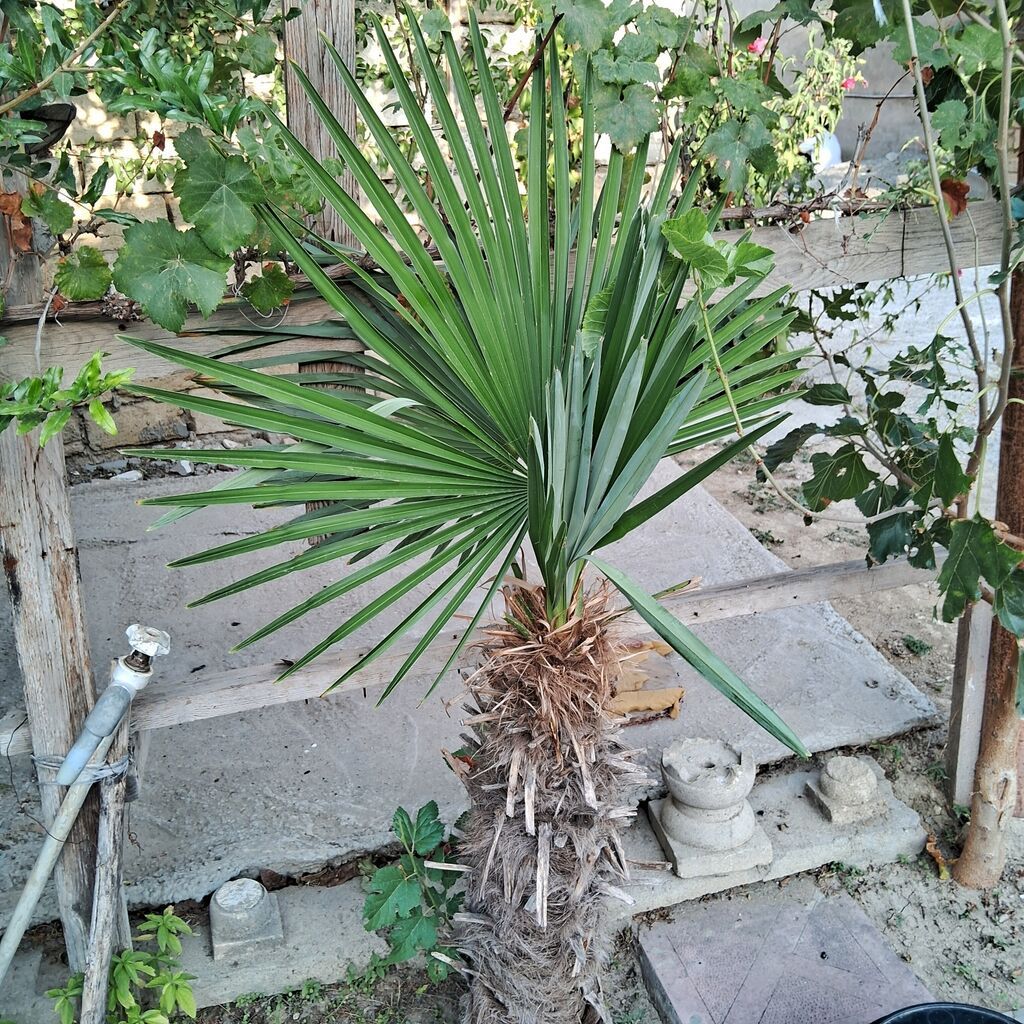 Yelpək yarpaqlı palma ağacı – Trachycarpus fortunei (Həştərxan/Çin — Bitkilər, Masazır