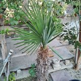 Yelpək yarpaqlı palma ağacı – Trachycarpus fortunei (Həştərxan/Çin — Plants