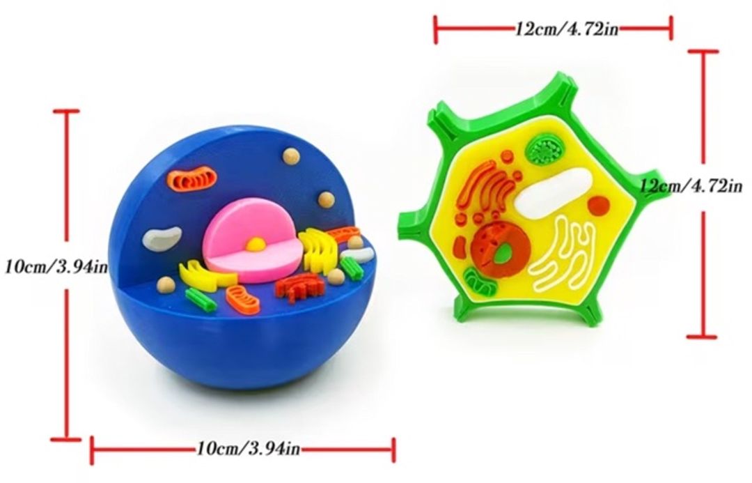 3D heyvan və bitki hüceyrə modeli — Mallar, Bakı
