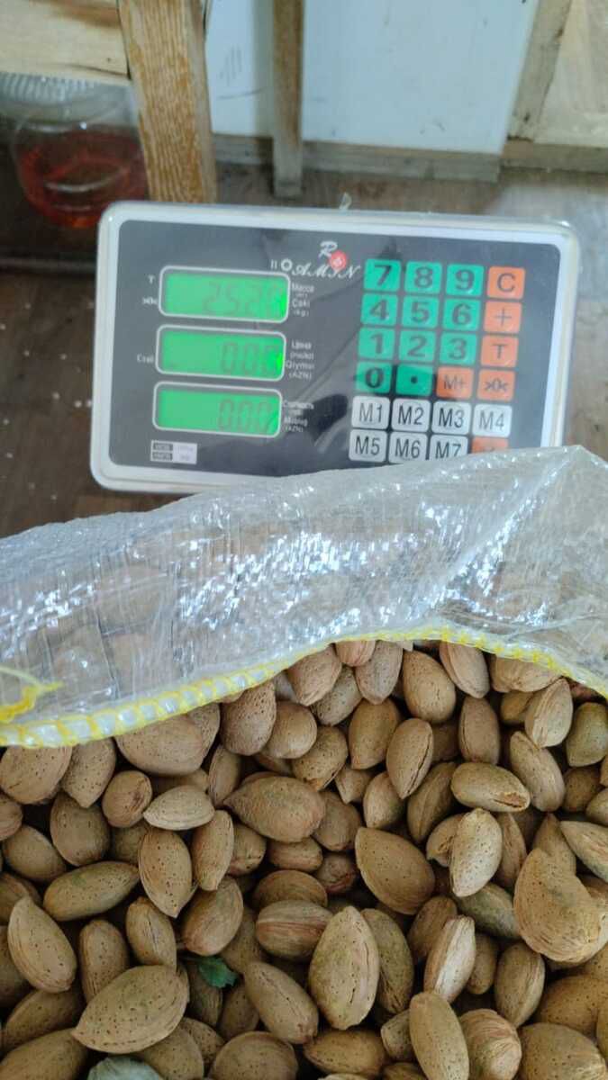 Satılır torpaq 1200 sot — Torpaq, İsmayıllı (2)