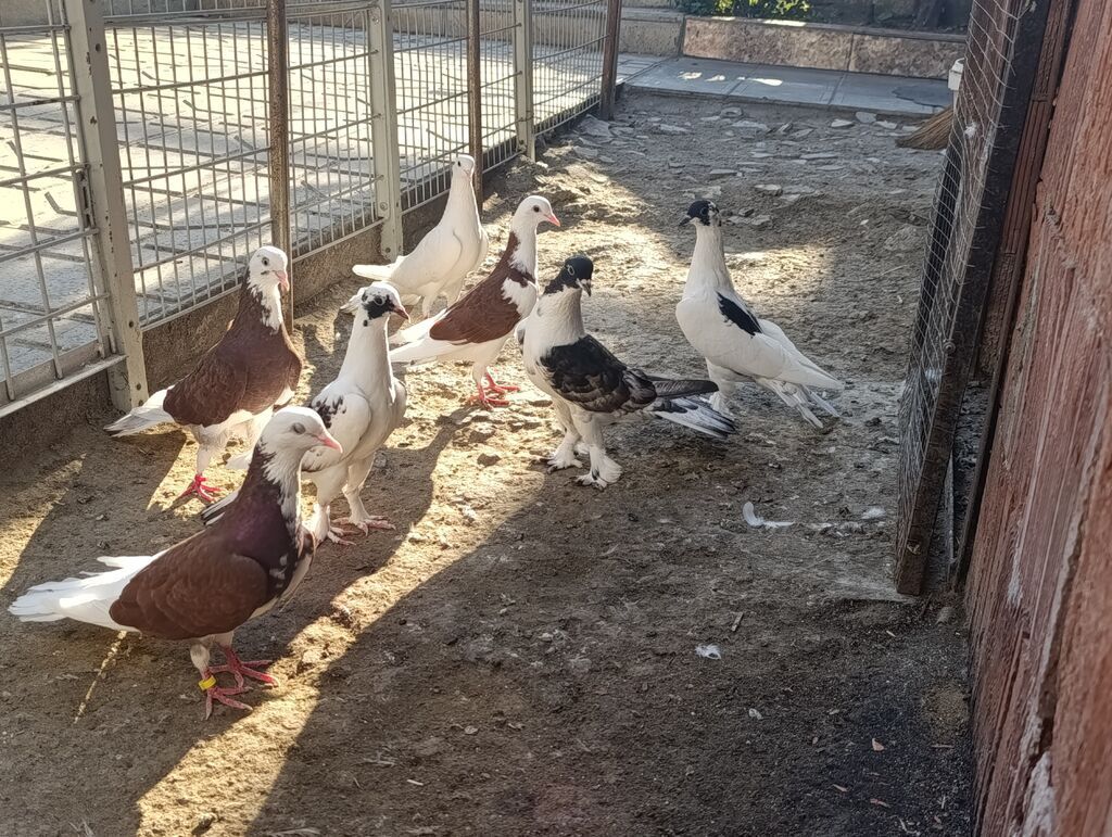 Məhsul: Göyərçinlər – fərqli rəng və naxışlarda dekorativ/oyunçu — Quşlar, Masazır (5)