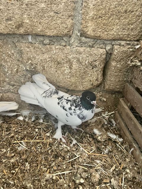 18 tük erkəy qarabaş