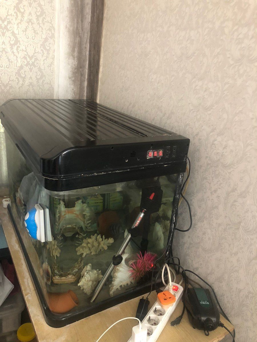 Akvarium və balıqlar — Akvariumlar və balıqlar, Bakı (10)
