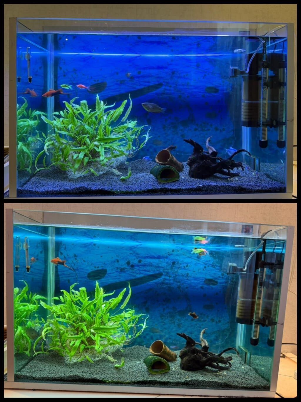 Dördbucaq akvarium, Balıqlarla birlikdə, 120 l — Heyvanlar, Bakı