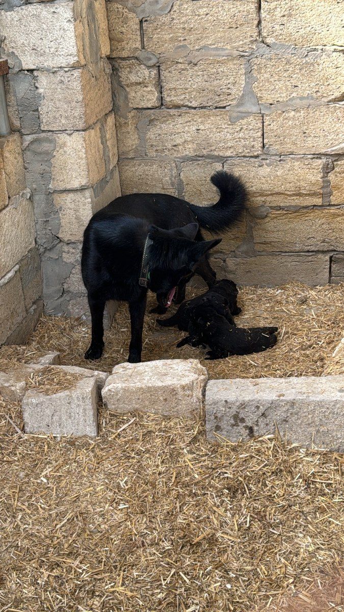 Alman çoban itləri — Heyvanlar, Sabirabad (4)