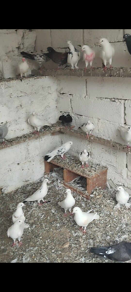 Göyərçinlər — Quşlar, Bakı (2)