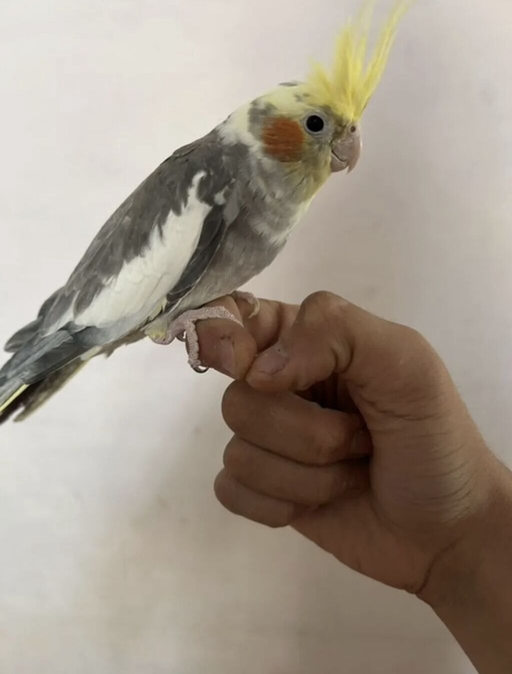 Salam əziz və dəyərli müştərilər karella satılır 1 yaşı var qəti əl