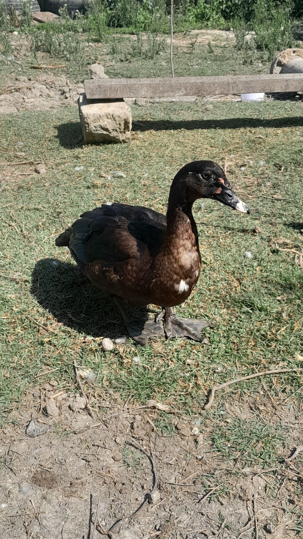 Muscovy ördəkləri (indo-ördəklər) – müxtəlif rənglərdə sürü - Cins — Heyvanlar, Masazır (4)