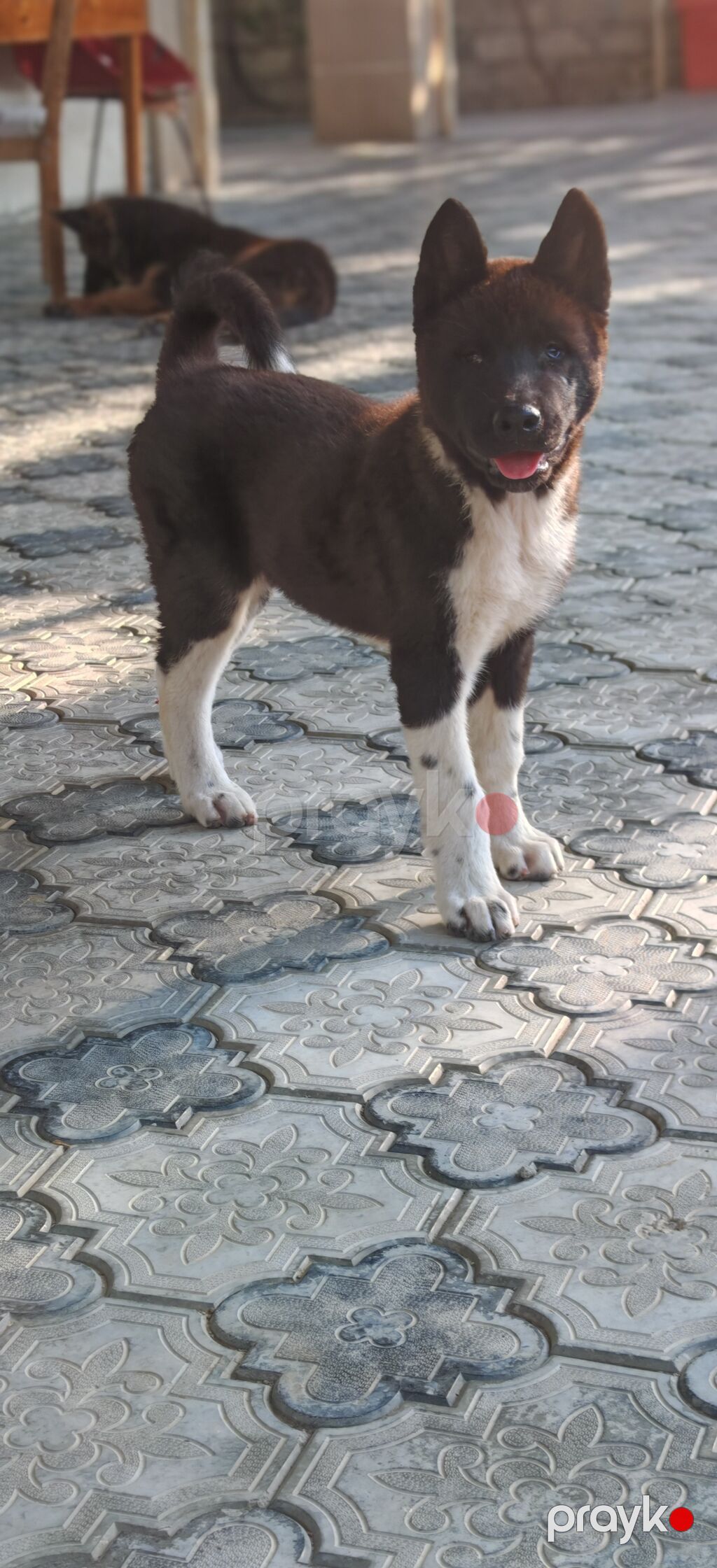 Akita-inu, 3 ay, Erkək, Peyvəndli, Ünvandan götürmə — Heyvanlar, Digah (5)