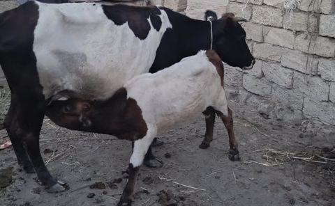 İnək və balası