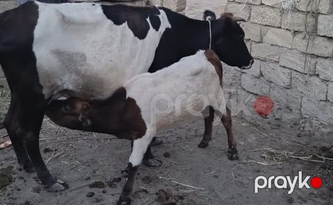İnək və balası