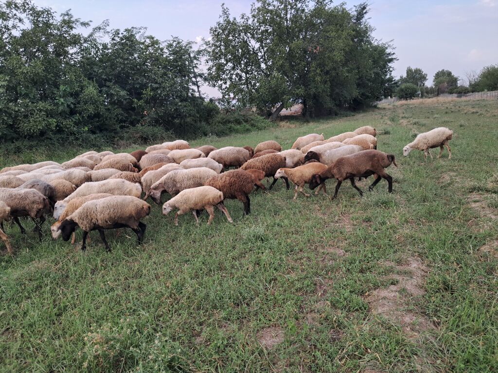 Qoyun sürüsü satılır - Növ: yerli qarışıq cins ana qoyunlar və — Heyvanlar, Şəmkir (3)